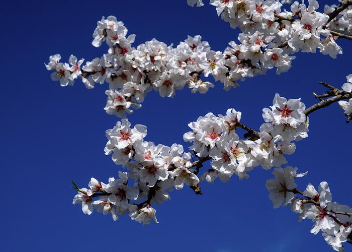 Almond Greeting Card featuring the photograph Blossom by Gary Browne