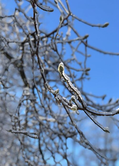 Winter Greeting Card featuring the photograph Blossom on Ice by Lisa Pearlman