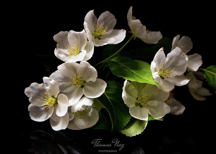 Blossom Cluster Greeting Card featuring the photograph Blossom by Thomas Nay