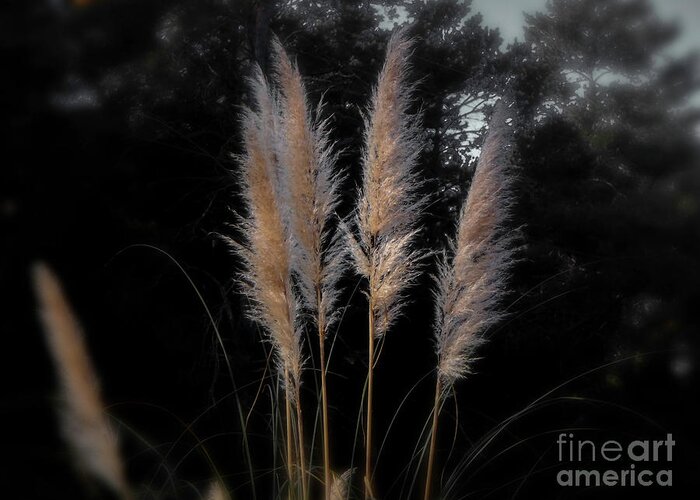 Grass Greeting Card featuring the photograph Blowing in the Wind by Judy Hall-Folde