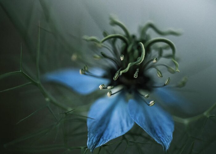 Flower Greeting Card featuring the photograph Blue Alien Flower by Ada Weyland