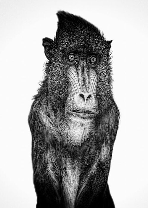 Baboon Greeting Card featuring the digital art Blue Baboon by Tom Gehrke