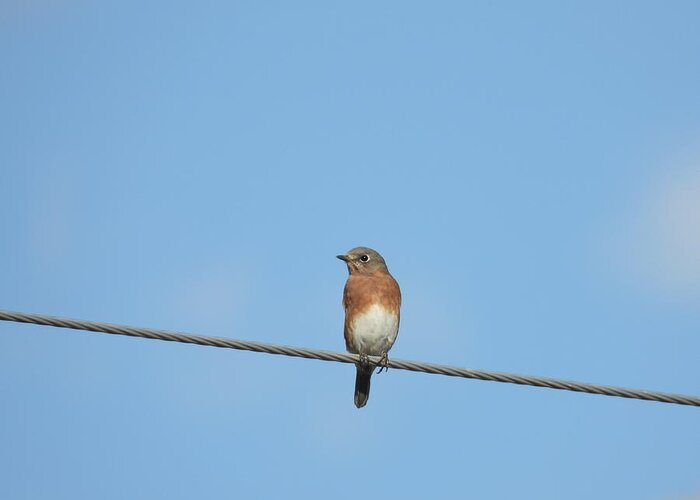 Blue Bird Greeting Card featuring the photograph Blue Bird on a Wire by Amanda R Wright