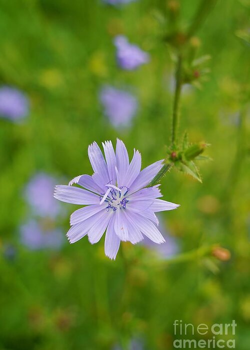 Wildflower Greeting Card featuring the photograph Blue Chicory Wildflower by Claudia Zahnd-Prezioso