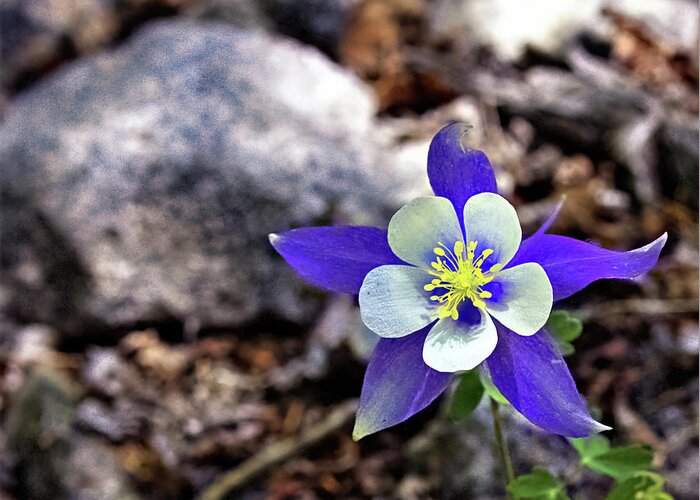 Columbine Greeting Card featuring the photograph Blue Columbine by Bob Falcone