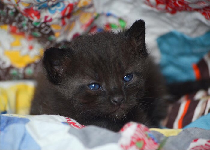 Kitten Greeting Card featuring the mixed media Blue-eyed Baby Kitten by Ally White