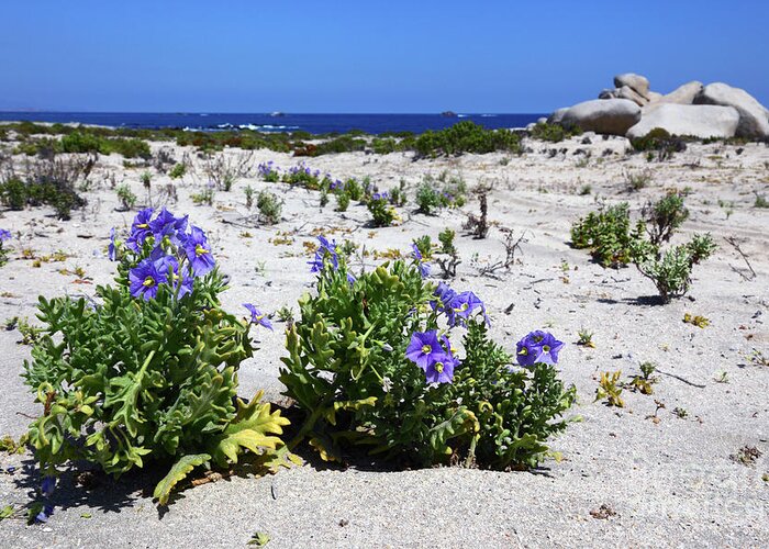 Chile Greeting Card featuring the photograph Blue flowers and white sand dunes Chile by James Brunker