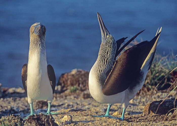 Tim Fitzharris Greeting Card featuring the photograph Blue footed Boobies Courtship in Display by Tim Fitzharris