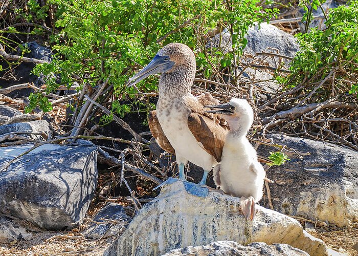 Animals In The Wild Greeting Card featuring the photograph Blue-footed Booby hen and her chick by Henri Leduc