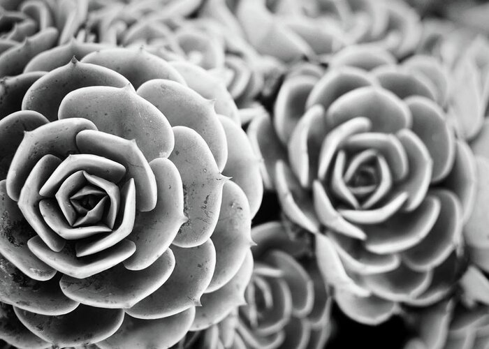 Sedum Greeting Card featuring the photograph Blue Garden Black and white version by Lupen Grainne