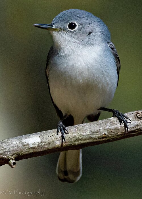 Gnatcatcher Greeting Card featuring the photograph Blue-gray Gnatcatcher by Mary Catherine Miguez