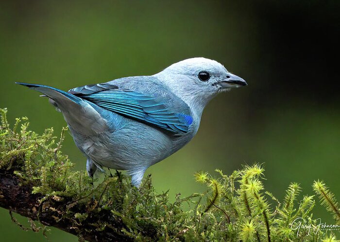 Gary Johnson Greeting Card featuring the photograph Blue-Grey Tanager by Gary Johnson