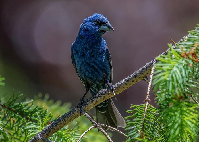 Bird Greeting Card featuring the photograph Blue Grosbeak by Cathy Kovarik