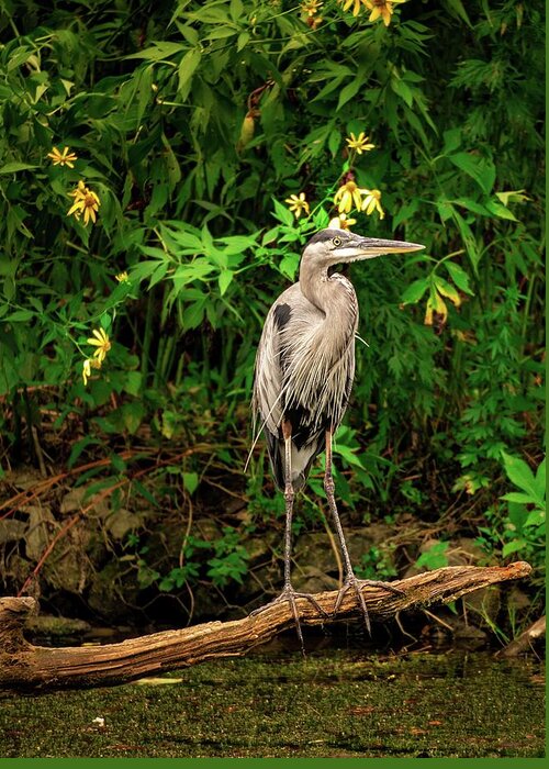 Blue Heron Greeting Card featuring the photograph Blue Heron and Yellow Lilies Close Up by Jason Fink