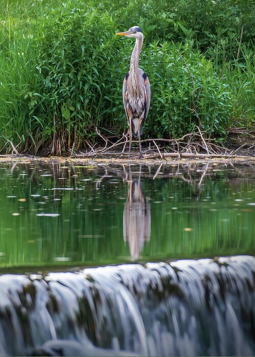 Great Greeting Card featuring the photograph Blue Heron at Wehr's Dam by Jason Fink
