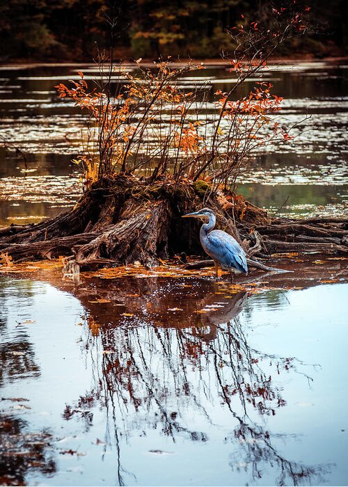 Blue Heron Greeting Card featuring the photograph Blue Heron Autumn scene 2 by Lilia S