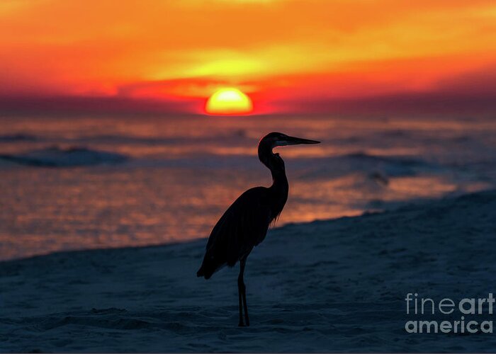 Great Greeting Card featuring the photograph Blue Heron Beach Sunset by Beachtown Views
