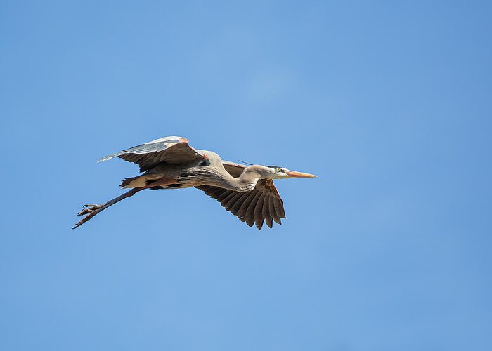 Blue Heron In Flight Greeting Card featuring the photograph Blue Heron In Flight by Dale Kincaid