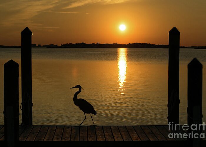 Reflection Greeting Card featuring the photograph Blue Heron on the Dock at Sunset by Beachtown Views