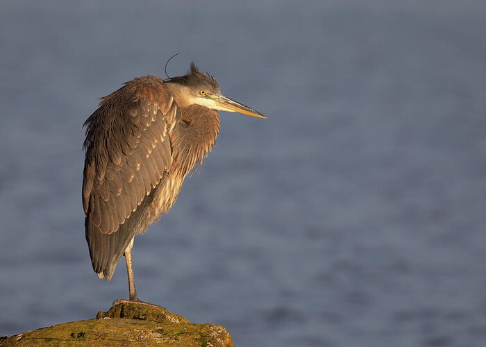 Blue Heron Greeting Card featuring the photograph Blue Heron Sunset Horizontal by Michael Rauwolf