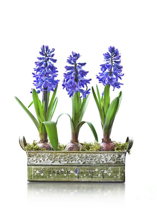 Hyacinth Greeting Card featuring the photograph Blue hyacinths by Delphimages Photo Creations
