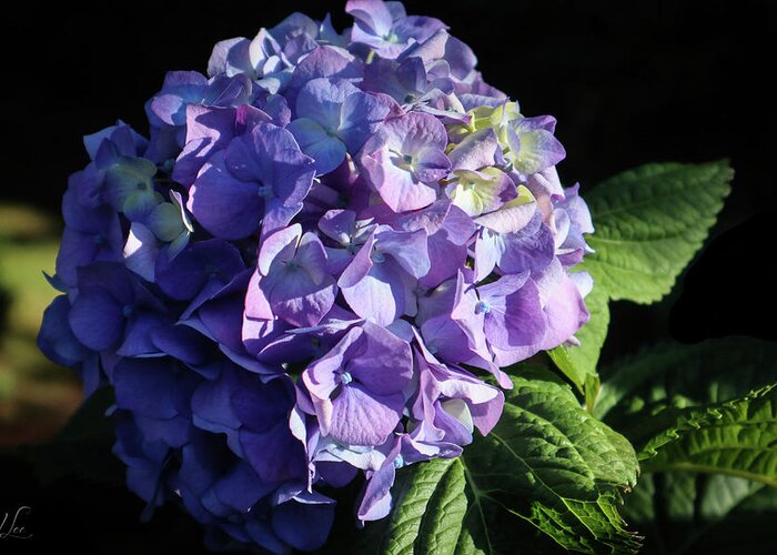 Blue Hydrangea Greeting Card featuring the photograph Blue Hydrangea Flower by D Lee