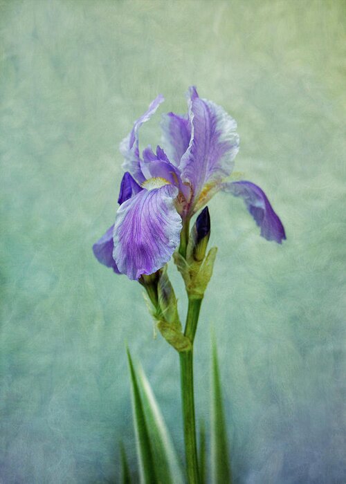 Blue Greeting Card featuring the photograph Blue Iris #3 by Allin Sorenson