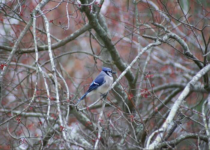  Greeting Card featuring the photograph Blue Jay by Heather E Harman