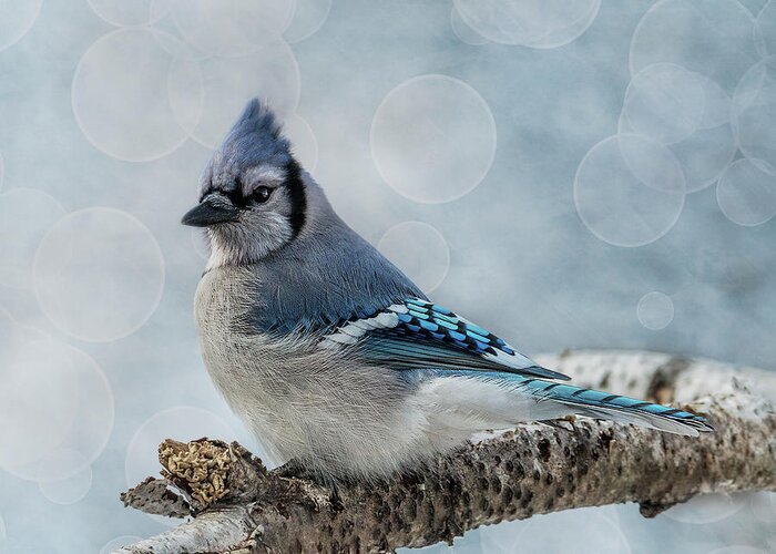 Songbird Greeting Card featuring the photograph Blue Jay Perch by Patti Deters