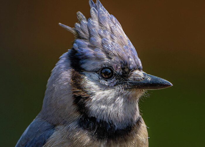Blue Jay Greeting Card featuring the photograph Blue Jay Portrait by Mary Catherine Miguez