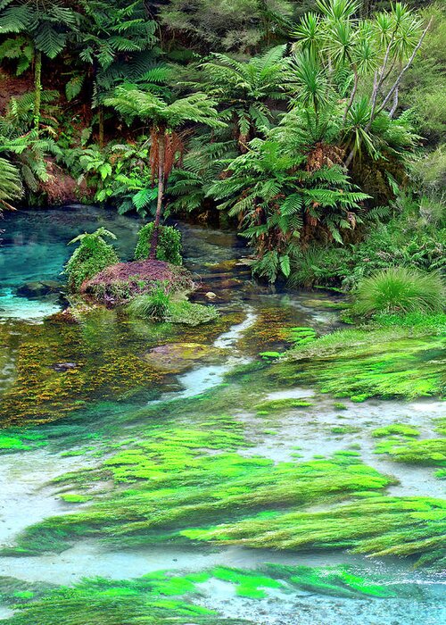 River Grasses Greeting Card featuring the photograph Blue Lagoon - New Zealand by Kenneth Lane Smith