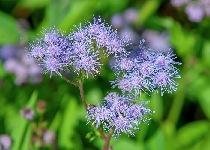 Aster Family Greeting Card featuring the photograph Blue Mistflower DFL1215 by Gerry Gantt
