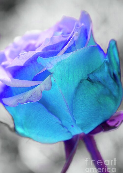 Floral Greeting Card featuring the photograph Blue Rose by Renee Spade Photography