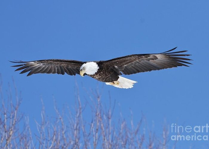 Bald Eagle Greeting Card featuring the photograph Blue Sky Glide by Teresa McGill