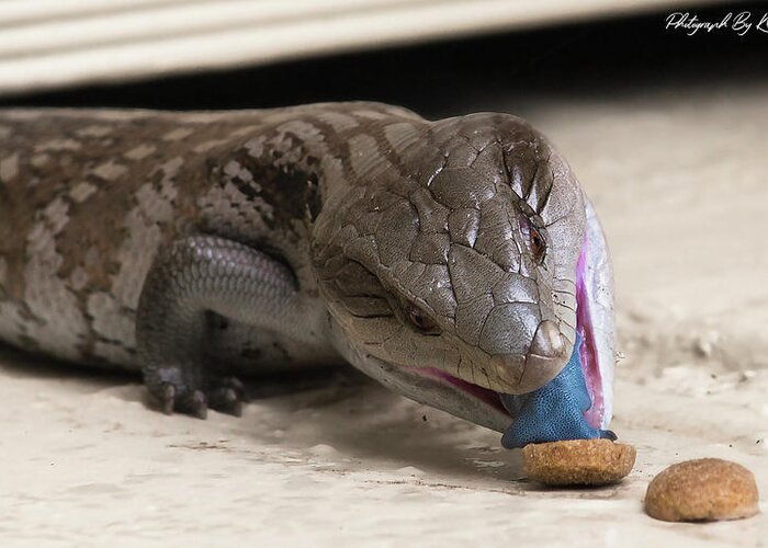 Blue Tongue Lizard Greeting Card featuring the digital art Blue tongue lizard 22 by Kevin Chippindall