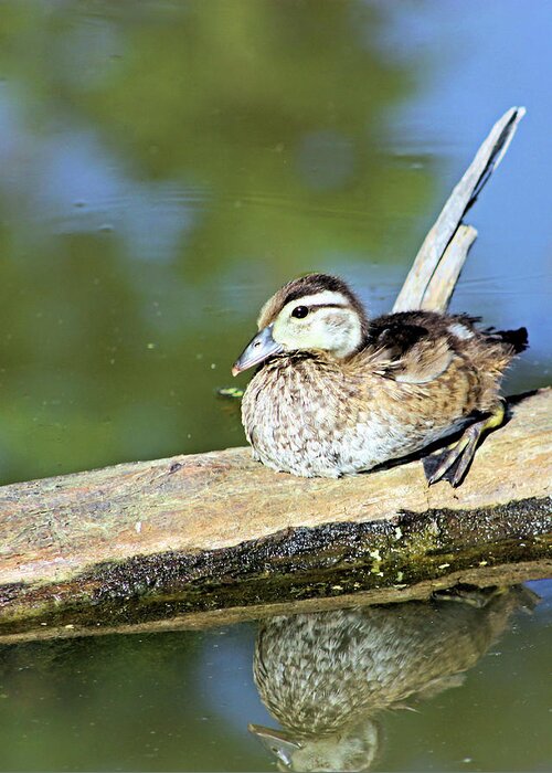 Blue Winged Greeting Card featuring the photograph Blue Winged Teal Duckling by Kristin Elmquist