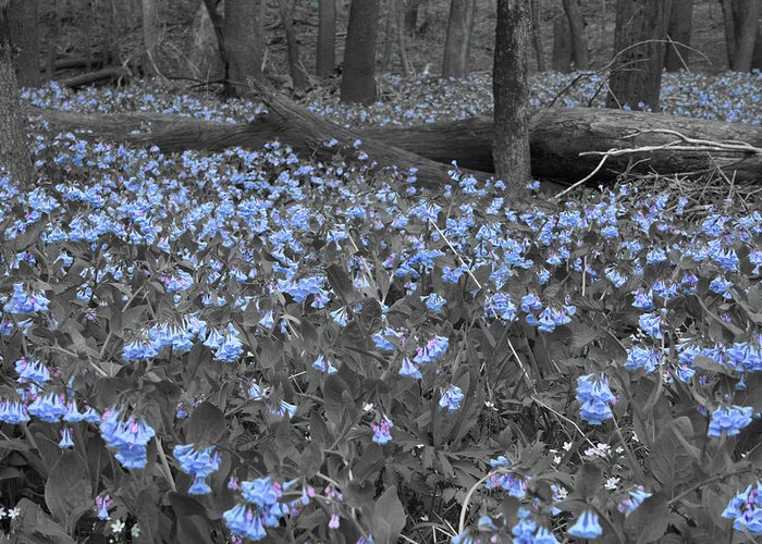 Bluebell Patch Greeting Card featuring the photograph Bluebell Patch by Dylan Punke