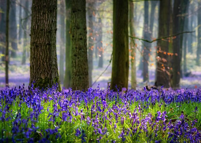 Landscape Greeting Card featuring the photograph Bluebell wood 2 by Remigiusz MARCZAK