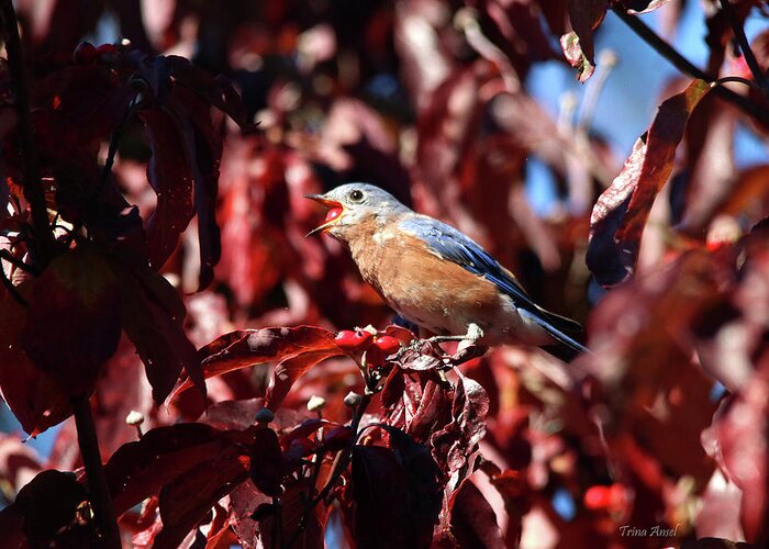 Birds Greeting Card featuring the photograph Bluebird Eating Berries by Trina Ansel