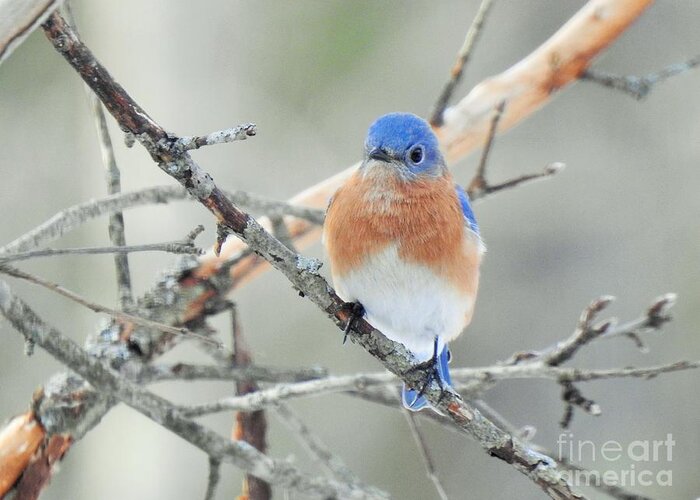 Bird Greeting Card featuring the photograph Bluebird Perched Photograph by Eunice Miller