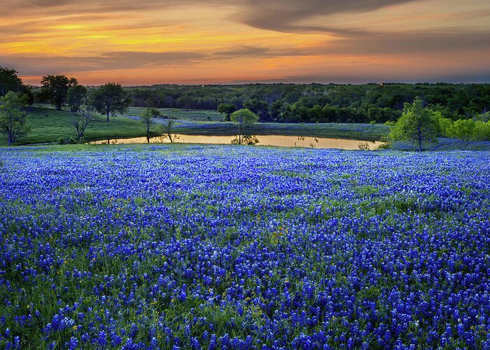 Texas Bluebonnets Greeting Card featuring the photograph Bluebonnet Lake Vista Texas Sunset - Wildflowers landscape flowers pond by Jon Holiday