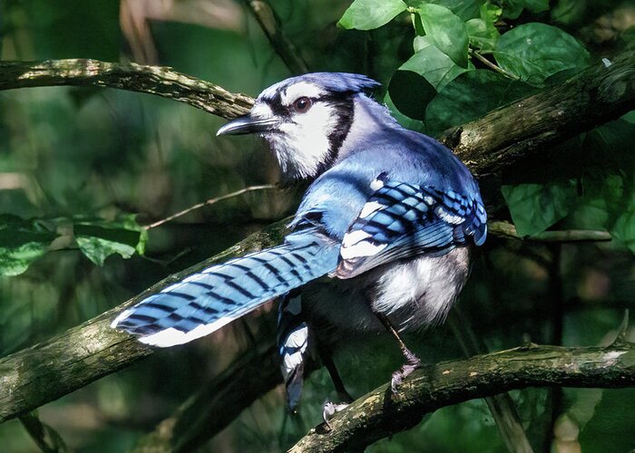 Bird Greeting Card featuring the photograph Bluejay by David Beechum