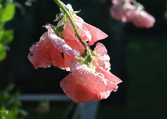 Sweet Pea Greeting Card featuring the photograph Blush Sweet Pea by Vicki Cridland