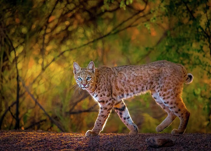 American Southwest Greeting Card featuring the photograph Bobcat in Morning Golden Hour by James Capo