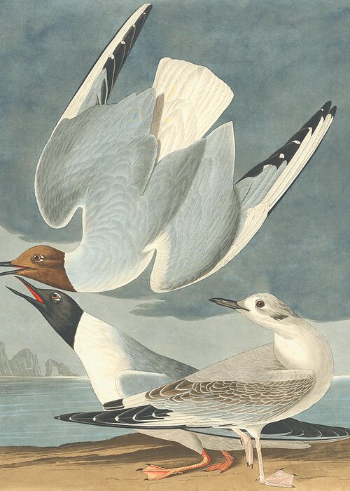 Bonapartian Gull Greeting Card featuring the drawing Bonapartian Gull by Robert Havell