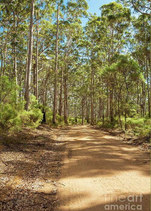 Boranup Greeting Card featuring the photograph Boranup Forest, Margaret River, Western Australia 4 by Elaine Teague