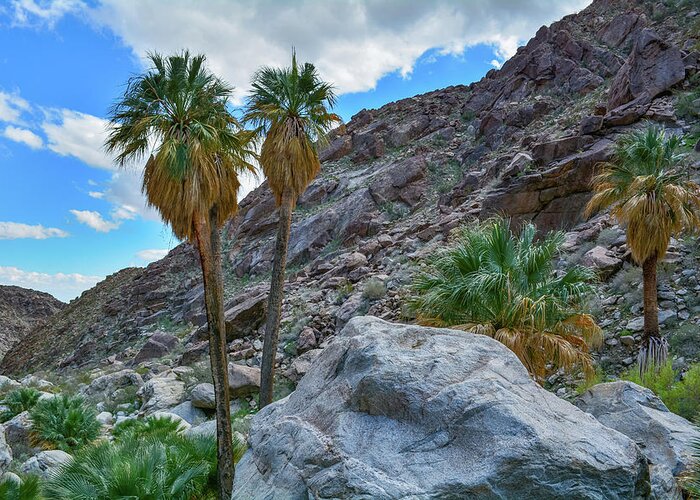 Anza Borrego Desert State Park Greeting Card featuring the photograph Borrego Palm Canyon by Kyle Hanson