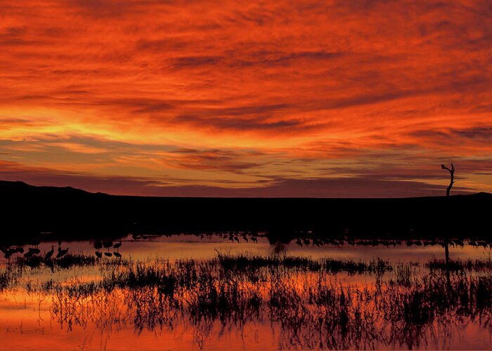 Copyright Elixir Images Greeting Card featuring the photograph Bosque Del Apache Lagoon Sunrise by Santa Fe