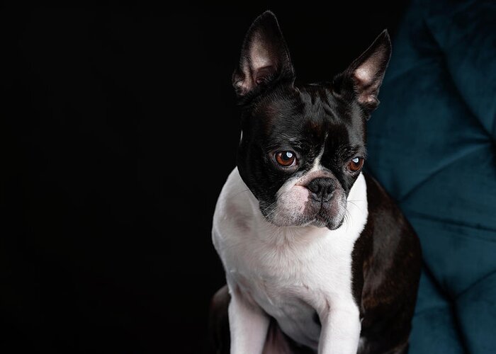 Boston Terrier Greeting Card featuring the photograph Boston Terrier by Nailia Schwarz