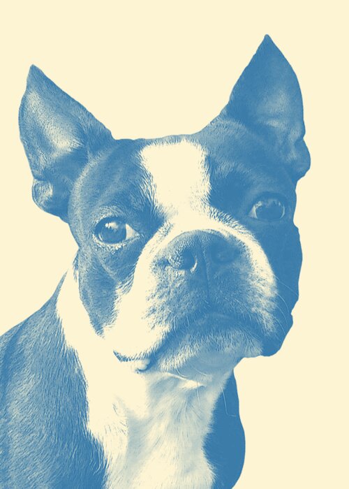 Boston Terrier Greeting Card featuring the digital art Boston Terrier Portrait In Blue by Madame Memento